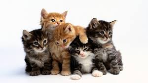 Istanbul Anadolu Yakasi Hayvan Barinaklari Istanbul Veterineri
