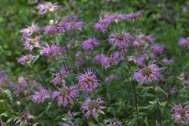 Image result for Monanthotaxis parvifolia