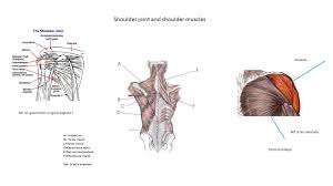 Diagram of arm abduction, arm adduction, and arm circumduction. Shoulders Exercises To Do At Home
