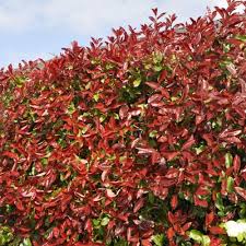 Photinia X Fraseri Red Robin Red Robin Hedging Plant Gardeners Dream