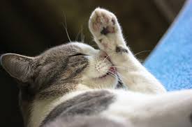Kaki yang ada di bagian belakang kucing munchkin lebih panjang daripada kaki yang ada di bagian di tahun 1983, seekor kucing yang kakinya pendek lalui diberi nama blackberry yang ditemukan. Berjalan Seperti Dinosaurus Ini Sederet Fakta Unik Soal Telapak Kaki Kucing Merdeka Com