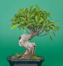 Bekommt er zu heiße sonne ab, steht er zu warm/zu kalt oder weht eine kühle brise an ihm vorbei, dann reagiert er vielfach mit einem auffallendem blattabwurf. Ficus Microcarpa Retusa Bayanfeige Als Bonsai
