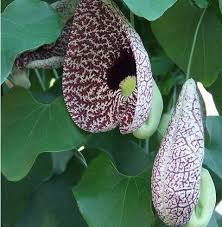 Image result for Aristolochia littoralis