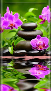 Epingle Par Mandy Sur Hatterek Fond D Ecran Orchidee Fond Ecran Zen Fond D Ecran Colore