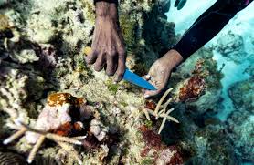 Surprise rescue of Jamaica coral reefs shows nature can heal