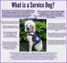 Keep reading for our comprehensive guide to everything you need to know about for example a psychiatric service dog may be trained to bring the phone to his owner during an anxiety attack so the owner may call for help. Blog Friends Carma And Garth On Black N White Sunday Golden Woofs Psychiatric Service Dog Service Dogs Service Animal