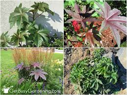 Image result for Ricinus communis