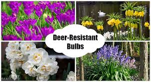 Deer‐resistant perennials and useful tips for planting in the northeast. Deer Resistant Bulbs For Spring Color In The Garden