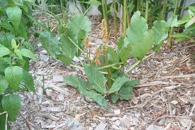 Image result for Erythrina zeyheri