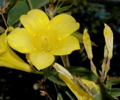 Image result for Gelsemiaceae