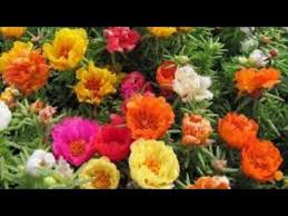 Ipek Cicegi Kedi Tirnagi Cicegi Uretimi Ve Bakimi Silk Flowers Youtube Cicek Bahcesi Cicek Youtube