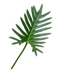 Xanadu Philodendron Care Tips For Growing Xanadu Philodendrons Indoors In 2020 Philodendron Philodendron Plant Propagating Plants