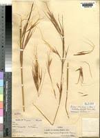 Image result for Hyperthelia dissoluta