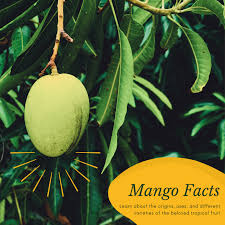 Small space gardeners and large backyard gardeners alike love growing our space saving and fast fruiting citrus fruit salad trees! Facts About The Mango Tree Description Types And Uses Owlcation
