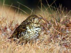 Image result for トラツグミ