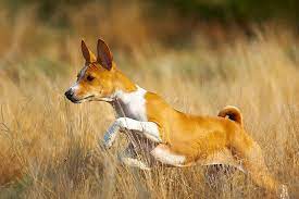 A wrinkled brow gives him a quizzical and sometimes mischievous expression. Basenji Dog Breed Information