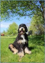 Learn more about the various sizes of our puppies below. Bernedoodle Puppies In Michigan Top 5 Breeders 2021 We Love Doodles