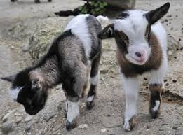 Playful Pygmy Goats Pygmy Goat Zoo Animals Baby Animals