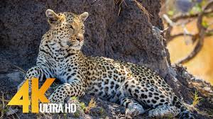 Africa's iconic big cats are well documented, but the continent is home to smaller felids that are just as impressive. 4k Wildlife In Africa Leopards Cheetahs Big Cats Of Africa 3 5 Hour Video Youtube