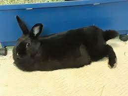Raw peanuts and peanut butter are especially good for a person's health. Which Human Foods Can Rabbits Eat Quora