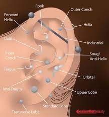 At Essential Beauty We Pierce All Parts Of The Ear And Body Secondearpiercing At Essential Beauty We Pierce Al Piercing Jewelry Ear Piercings Chart Piercings