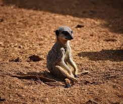 It S Almost The Weekend Promise Meerkat Suricata Suricatta Sat In The Morning Sun At Colchester Zoo A Memeber Of Zoo Animals Meerkat