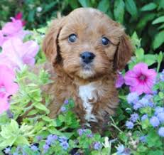 We strive to provide adorable, healthy, family pets. Cavapoo Cavoodle Puppies For Sale In Il Dreamcatcher Hill Puppies