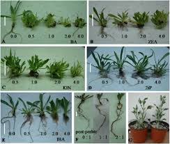 Growing cells in large scale. In Vitro Propagation And Nacl Tolerance Of The Multipurpose Medicinal Halophyte Limoniastrum Monopetalum In Hortscience Volume 55 Issue 4 2020