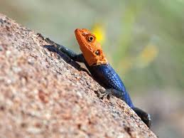 This figure is created using the polynomialfeatures transformer, which transforms an input data matrix into a new data matrix of a given degree. 14 Stunning Pictures Of Reptiles In The Wild