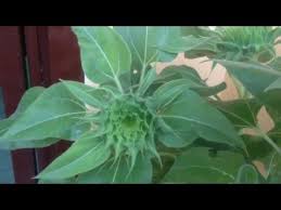 Salah satunya yang sudah familiar adalah kwaci, biji bunga matahari ini memiliki harga jual yang terbilang bagus. Pertumbuhan Bunga Matahari Dalam Pot Youtube