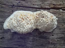 Image result for Pycnoporellus alboluteus