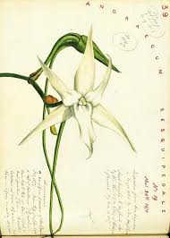 Image result for Angraecum chamaeanthus