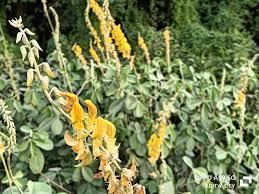 Image result for Crotalaria anthyllopsis