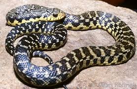 Maybe you would like to learn more about one of these? Image Leioheterodon Madagascariensis Malagasy Giant Hognose Snake Biolib Cz