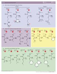 The center of an amino acid is the carbon bonded to four different groups. Proteinogenic Amino Acid Wikipedia