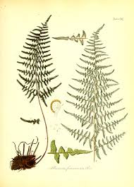 Image result for Aleuritopteris welwitschii