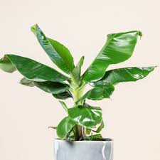 Image result for Musa Cavendish