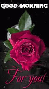 Gif love rose beautiful flowers. Good Morning For You Gif Goodmorning Foryou Rose Discover Share Gifs Beautiful Roses Rose Gif Rose Flower