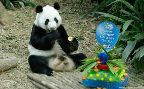 Check spelling or type a new query. Kai Kai And Jia Jia Celebrate Their Birthdays Little Day Out