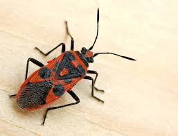 Image result for Canthium bugoyense