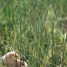 Image result for Fuirena abnormalis