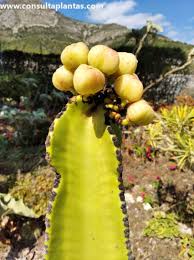 Image result for Euphorbia candelabrum