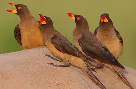 Birds That Start With A P Yellow Billed Oxpeckers Animals African Animals Birds