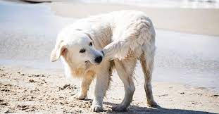 What Does It Really Mean When Dogs Chase Their Tails