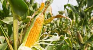 We did not find results for: World S Tallest Corn Towers Nearly 14 Meters Science News For Students