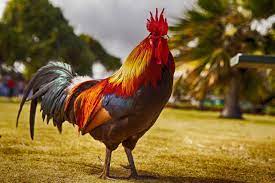 The chicken (gallus gallus domesticus), a subspecies of the red junglefowl, is a type of domesticated fowl, originally from asia. Why Roosters Don T Go Deaf From Their Own Loud Crowing