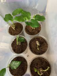 We did not find results for: Enormous Success With Rooting And Keeping Healthy Mulberry Cuttings General Fruit Growing Growing Fruit