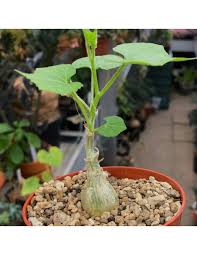 Image result for Kedrostis leloja