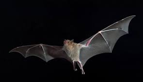 Birds On The Bat Twitter The Occasional Bat On Twitter Bat Bat Photos Bat Species