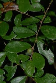 Image result for Bridelia atroviridis